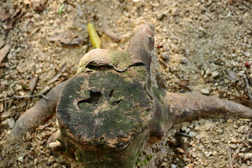 顔のように見える木の切り株