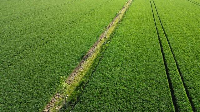 planting a new windbreak in the field, a biocorridor, an avenue of ash trees. attached to the columns. division of large parcels of fields by rows of trees, control from a drone, romantic, walking