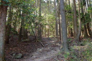 射し込む太陽光で緑が綺麗な登山道