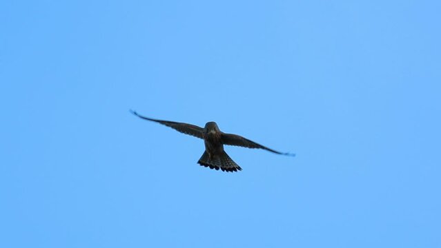 Low angle footage of a rock kestrel (falco rupicolus) hovering in the blue sky at sunrise