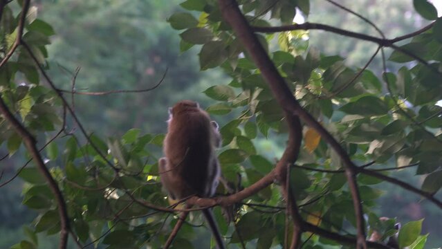 Long-tailed macaque plucking and eating leaves on the trees in Macritchie Reservoir, Singapore. Singapore wildlife concept