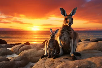 Fotobehang Two Kangaroo with sunset © Bilal