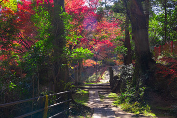 Red leaves at Kasagiyama momiji park in Kyoto in autumn wide shot