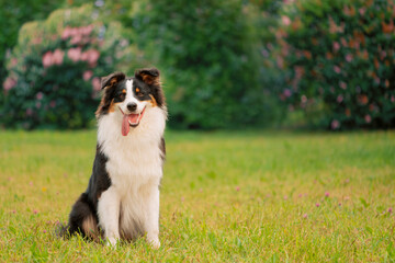 Happy Australian Shepherd with open mouth sitting on grass, front view