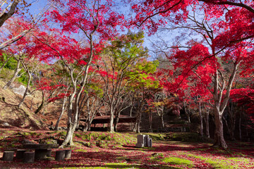 Red leaves at Kasagiyama momiji park in Kyoto in autumn teleshoto shot
