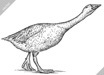 Vintage engraving isolated duck set illustration goose ink sketch. Farm bird background silhouette geese art. Black and white hand drawn vector image © Turaev