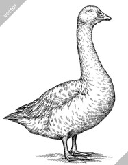 Vintage engraving isolated duck set illustration goose ink sketch. Farm bird background silhouette geese art. Black and white hand drawn vector image