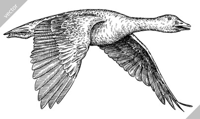 Vintage engraving isolated duck set illustration goose ink sketch. Farm bird background silhouette geese art. Black and white hand drawn vector image © Turaev
