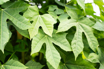 Close-up of three-lobed green leaves. Overlapping each other to form a bush of leaves