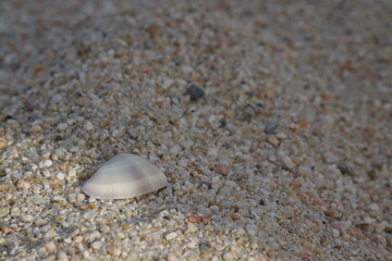 Fototapeta na wymiar White, small, and flat shell with subtle colours and ridges, textured, macro of shell and sand