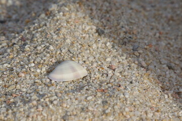 White, small, and flat shell with subtle colours and ridges, textured, macro of shell and sand