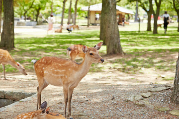 deer in the park	