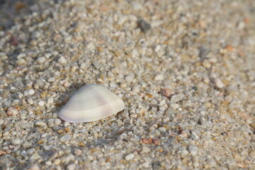 White, small, and flat shell with subtle colours and ridges, textured, macro of shell and sand