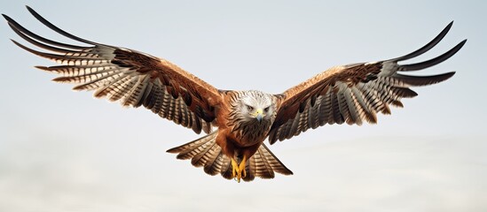 An airborne red kite. - Powered by Adobe