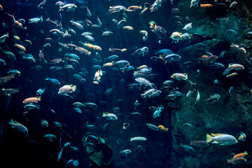 Fototapeta na wymiar large aquarium exhibition full of various species of colorful fish
