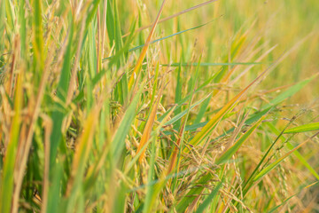 close up paddy fields rice photo 