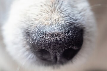 Dog pet friend nose close up