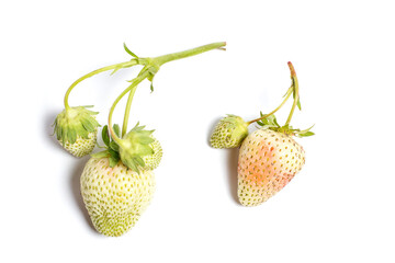 Strawberries on a white background