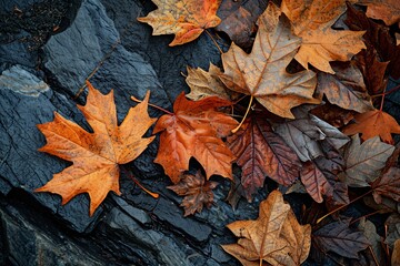 Autumn Leaves on a Rock