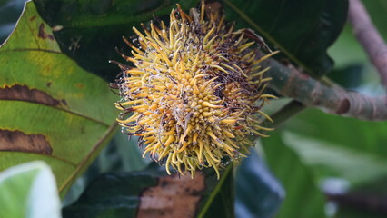 Benda (Bendo, terap, tekalong, Artocarpus elasticus). Javanese people use the sap as medicine. When...