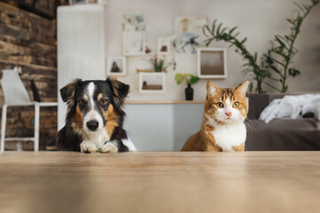  Dog and cat sitting at the table and waiting for food