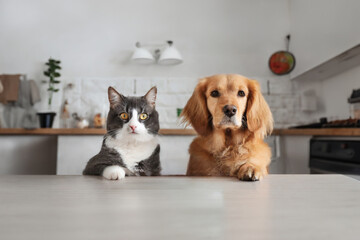  Dog and cat sitting at the table and waiting for food - obrazy, fototapety, plakaty