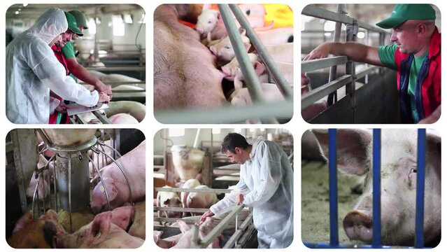 Pig Farming - Multiscreen Video. Veterinarian Doctor Examining Pigs at a Pig Farm. Animal Health and Welfare. Suckling Piglets. Pig Farmer.