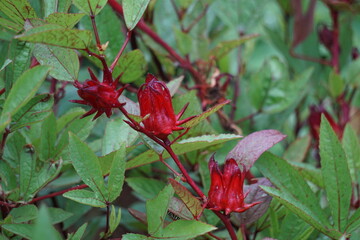 Rosella flower (also called roselle) with a natural background. Use as herbal drink and herbal medicine