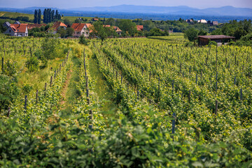 Fototapeta na wymiar Grapevines in a vineyard and half timbered houses in the background in a popular village on the Alsatian Wine Route in Riquewihr, France