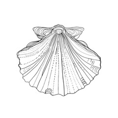 Shit vector illustration of a sea shell. Isolated sea mollusc, designer blank, logo, icon