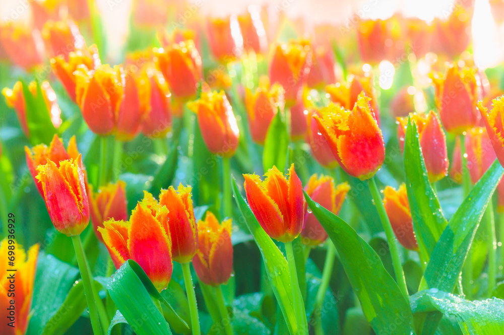 Poster Tulip garden in Charming Chiang Mai Flower Festival