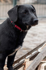 Dog waiting for adoption in animal shelter. Homeless dog in the shelter.