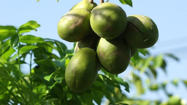 Spondias dulcis (June plum, Kedondong, dondong, golden apple, pommecythere, vī, cythere) fruit. This fruit is sweet and sour & often use as rujak buah