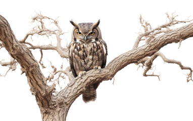 Owl Camouflaged in Natural Surroundings On a White or Clear Surface PNG Transparent Background.