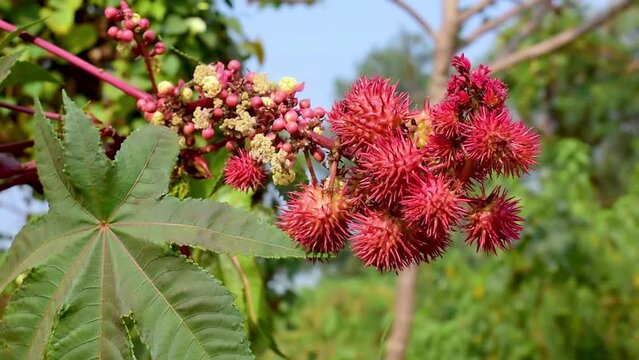 Ricinus communis also known as castor bean or castor oil plant. Herb