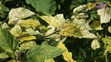 The leaves of Solanum melongena (eggplant, terung, terong, brinjal, aubergine) are affected by the yellow virus. This virus is known as gemini virus (pepper yellow leaf curl)