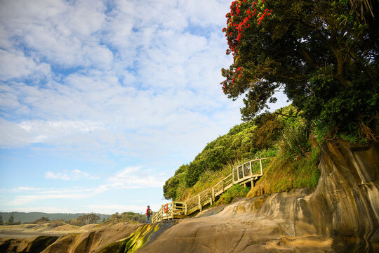 Pohutukawa trees in bloom at Muriwai Beach. People walking on the rocks. Auckland.