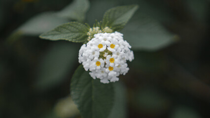 White Flower with darker green background