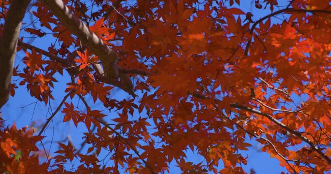 Red leaves at Kasagiyama momiji park in Kyoto in autumn telephoto shot
