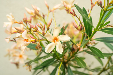 Fototapeta premium Nerium oleander