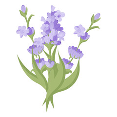 Bouquet of lavender flowers. Campasia made of purple and lilac twigs for your design. Vector illustration isolated on white background.