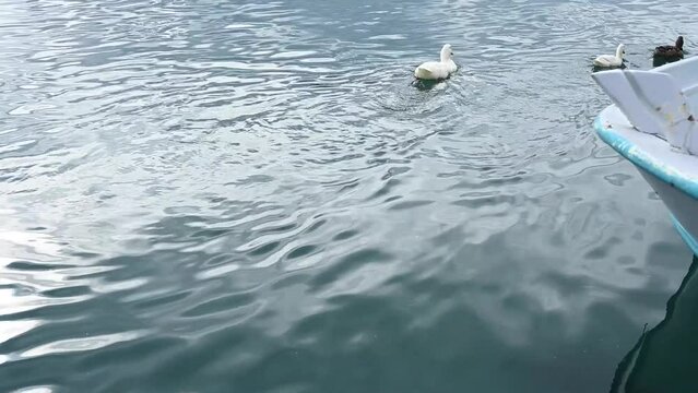 A cloudy day in Akyaka Azmak. Magnificent view of Gokova and the sea. Reflections in the water and wandering ducks. Azmak, Akyaka MUGLA.