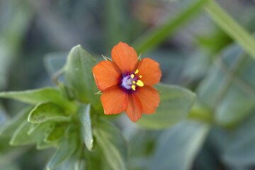 Lysimachia arvensis, pimpinela arvensis, Anagallis arvensis, scarlet pimpernel, red pimpernel, red chickweed isolated outdoors