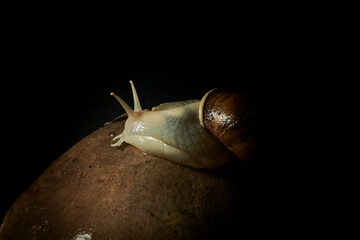 Dive into the microscopic magic of nature with these captivating images of a snail resting on a stone. Focal lighting highlights every detail of the intricate shell and the texture of the stone, creat