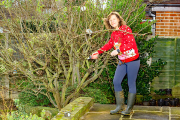 Mrs Santa pruning my pear tree at just the right time.
