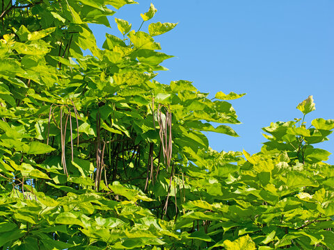 Trompetenbaum, Catalpa, mit Fr&uuml;chten