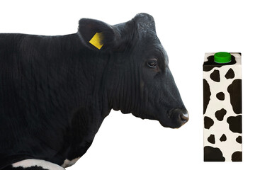 sitting cow and paper milk pack isolated on white background