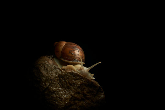 Dive into the microscopic magic of nature with these captivating images of a snail resting on a stone. Focal lighting highlights every detail of the intricate shell and the texture of the stone, creat
