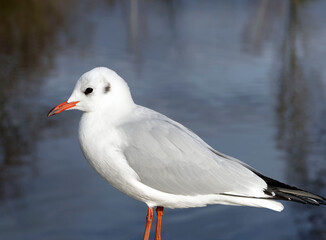 (Chroicocephalus ridibundus) Portrait of a mature black-headed gull with its winter white plumage, brown spots on its hood and red beak
