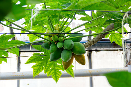 not ripe papaya fruits on a palm tree in a greenhouse in a limonaria close-up